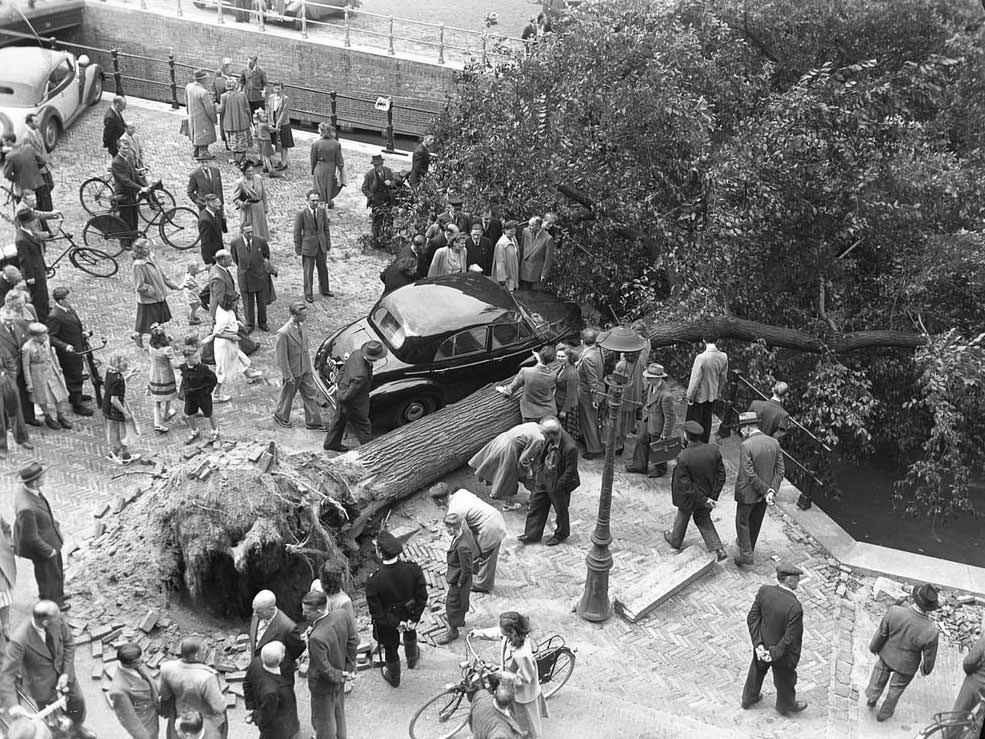 #22 Fallen tree (elm) on the Herengracht corner of Utrechtsestraat, Amsterdam, August 1, 1949