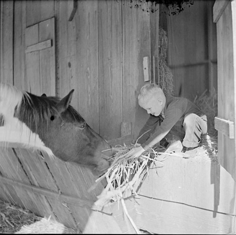 #1 Boy giving a horse some hay