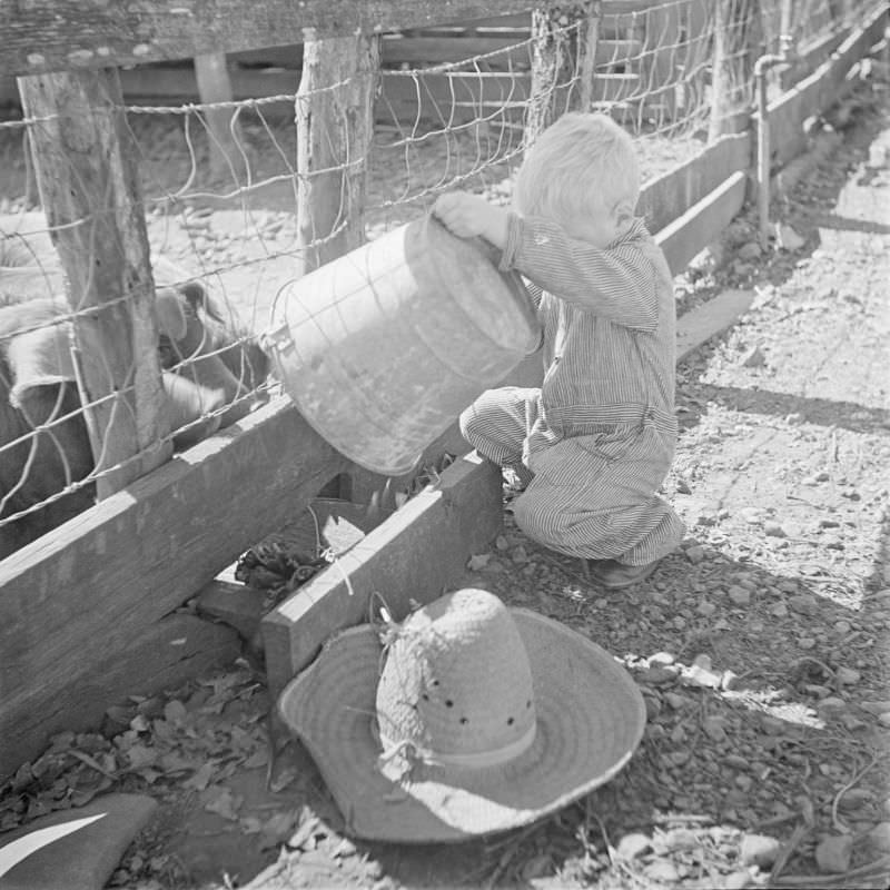 #2 Boy holding a pale, feeding pigs