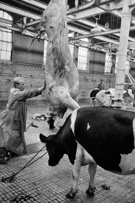 #17 Killing cows, Amsterdam, 1962