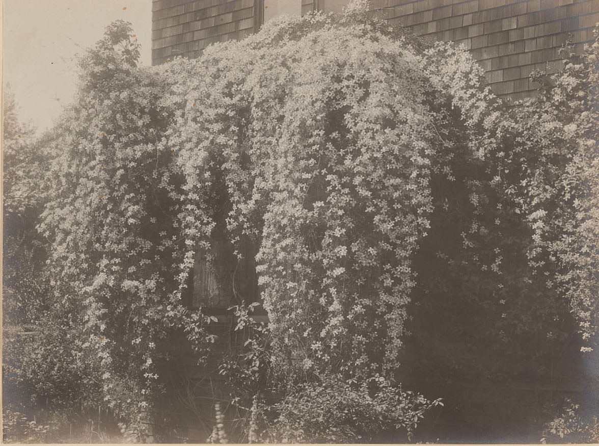 #41 Flowers in window box, Berkeley, California, 1920s