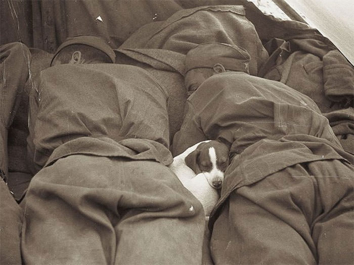 #13 Russian soldiers of wwii sleeping with puppy