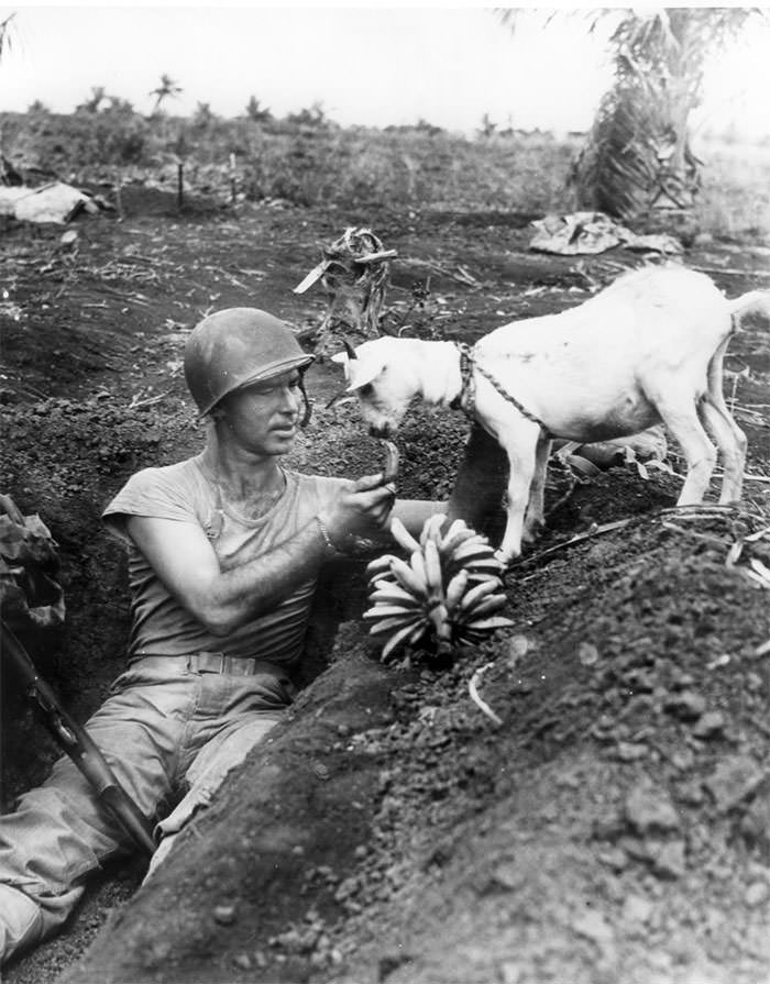 #20 Soldier shares a banana with a goat during the battle of saipan, 1944