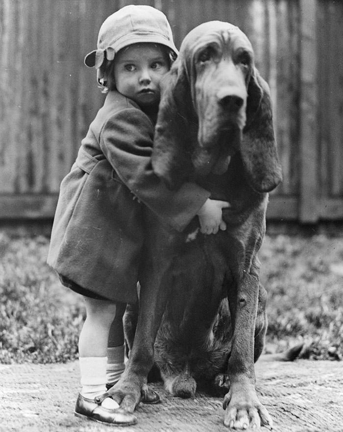 #25 Champion bloodhound leo of reynalton being cuddled by his little mistress dorothy horder at the crufts dog show in London, 1935