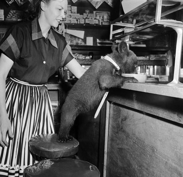#34 A bear cub eats a bowl of honey at a cafe, 1950