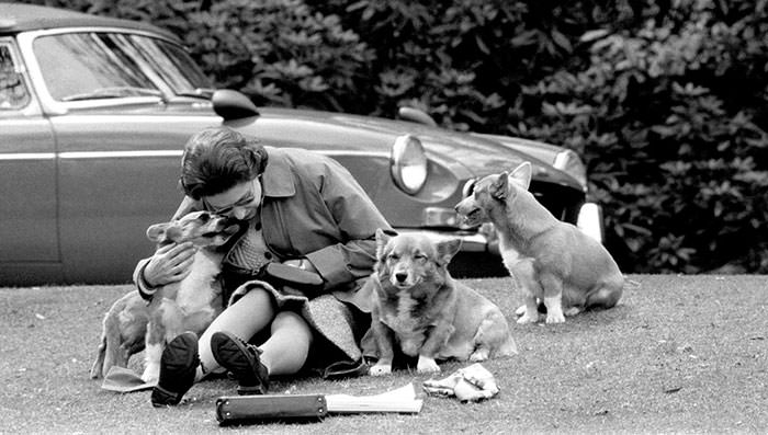 #36 Gueen elizabeth with her much-loved corgis watching the royal windsor horse show, 1973