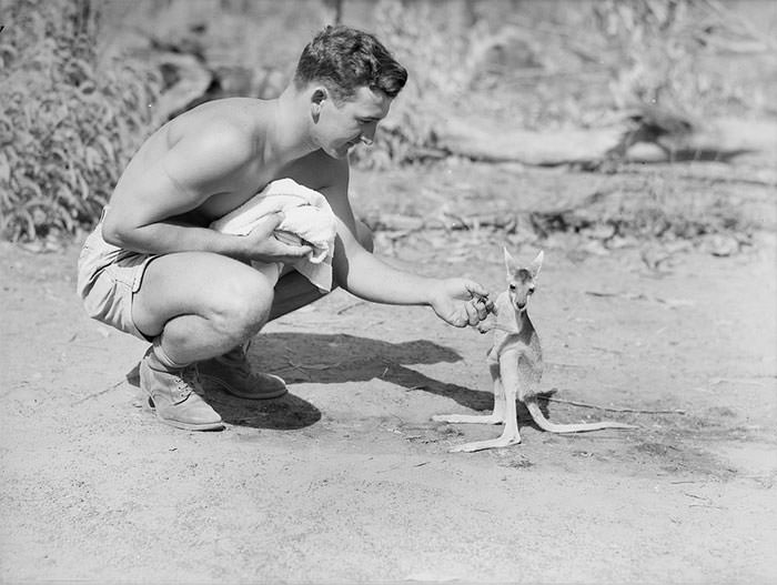 #41 An american soldier at an advanced allied base with his pet kangaroo, 1942