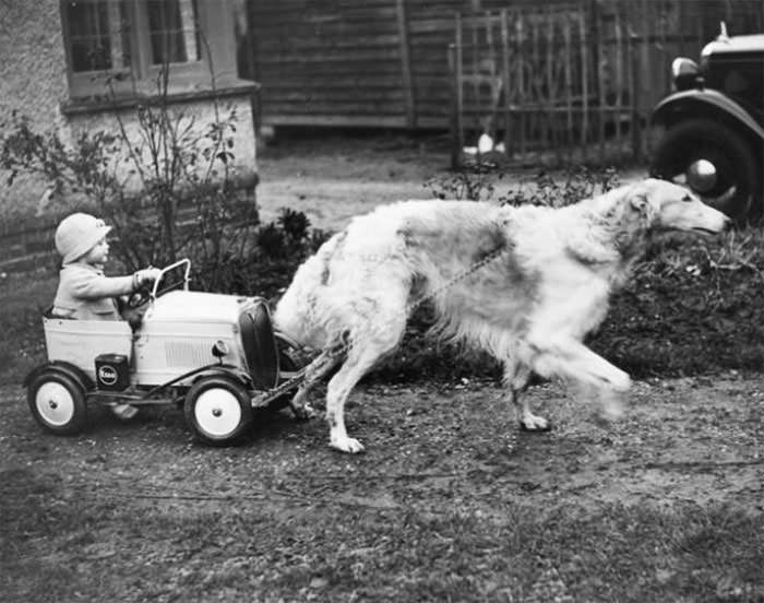 #47 Nanson of netheroyd, a champion borzoi, enjoys pulling his young master around in a toy car,1937