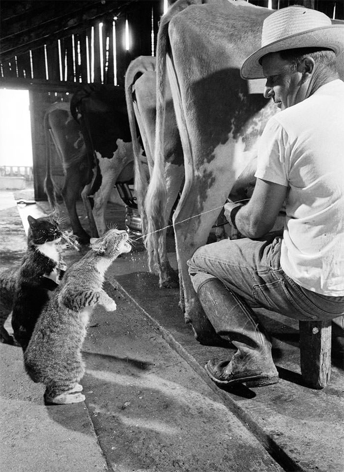 #8 Brownie gets the milk as blackie waits his turn, 1954