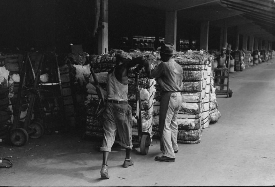#53 Putting grappling hooks on bale of cotton.