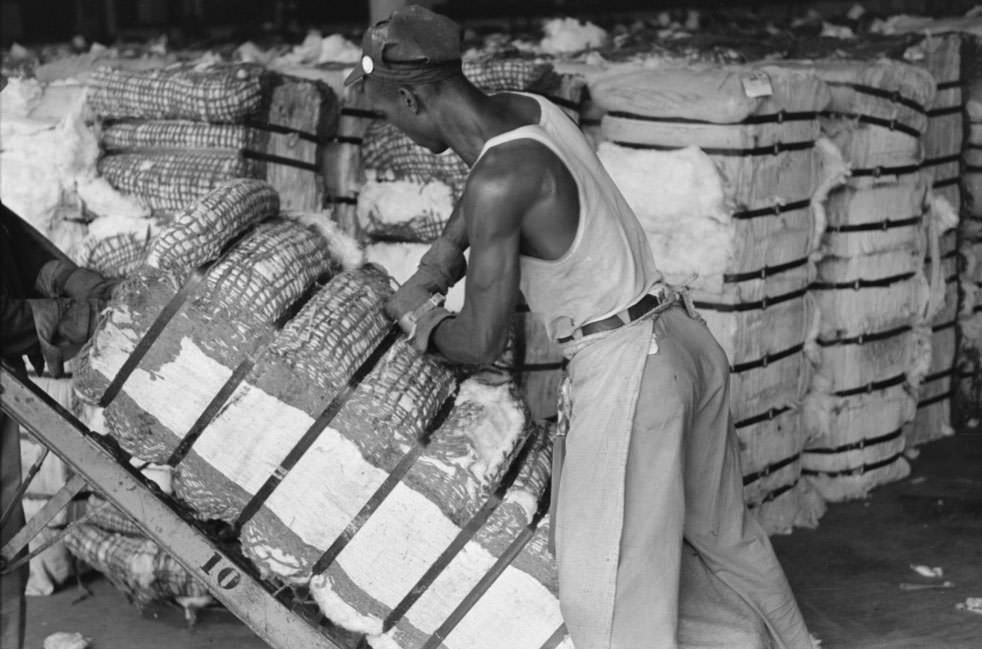 #29 A man slashes bale of cotton to take sample as it passes him on a hand truck, 1930s.