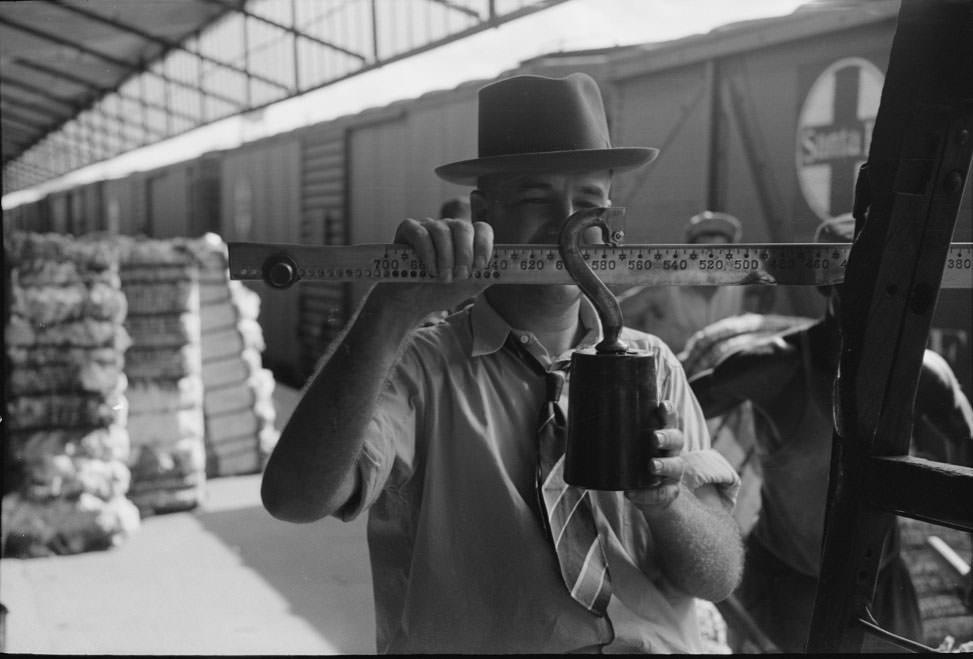 #30 Weighing cotton at unloading platform. Cotton compress, Houston, 1930s