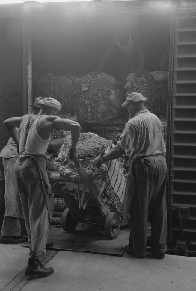 #35 Unloading bale of cotton from freight car at cotton compress, 1930s