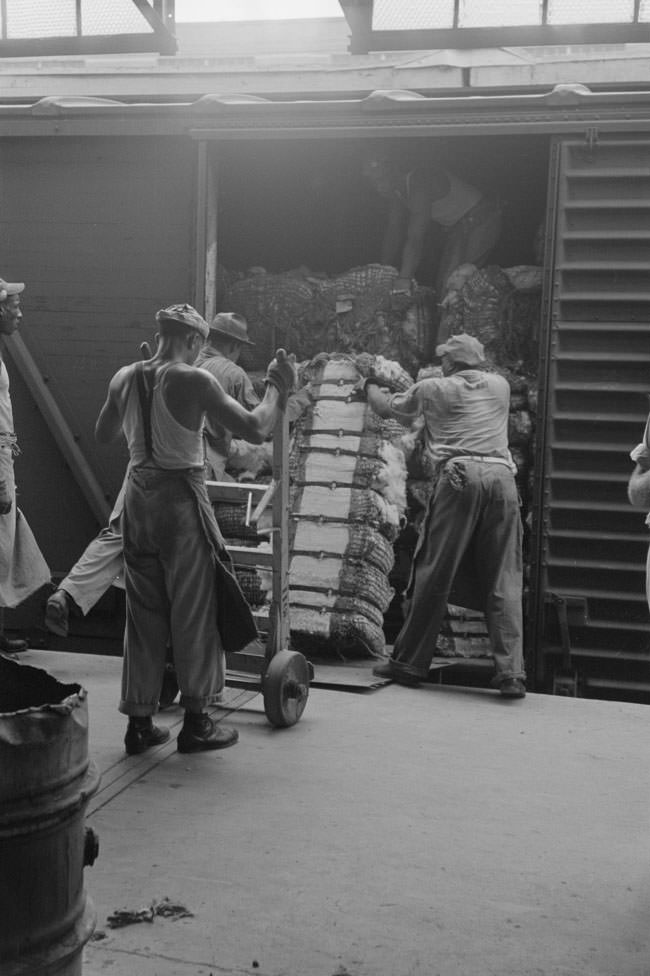 #36 Unloading bale of cotton from freight car at cotton compress, 1930s