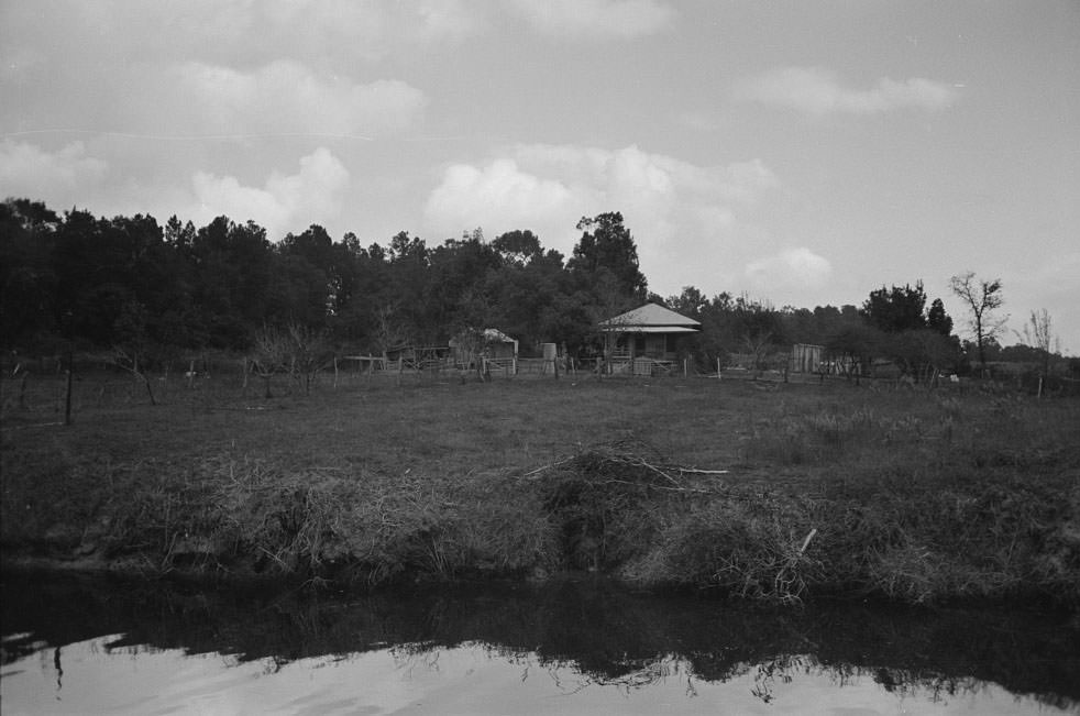 #25 Trees and moss along the bayou, Port of Houston, Houston, , 1930s