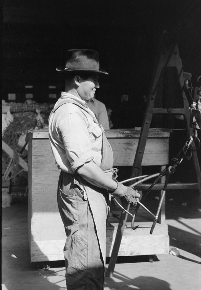 #26 Putting grappling hooks on bale of cotton.