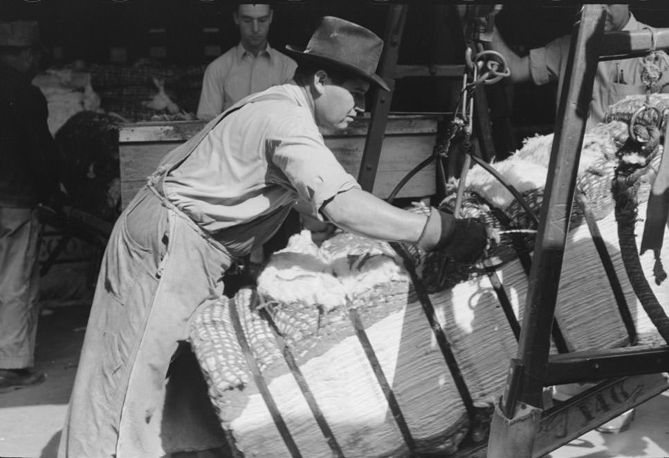 #51 Putting grappling hooks on bale of cotton.