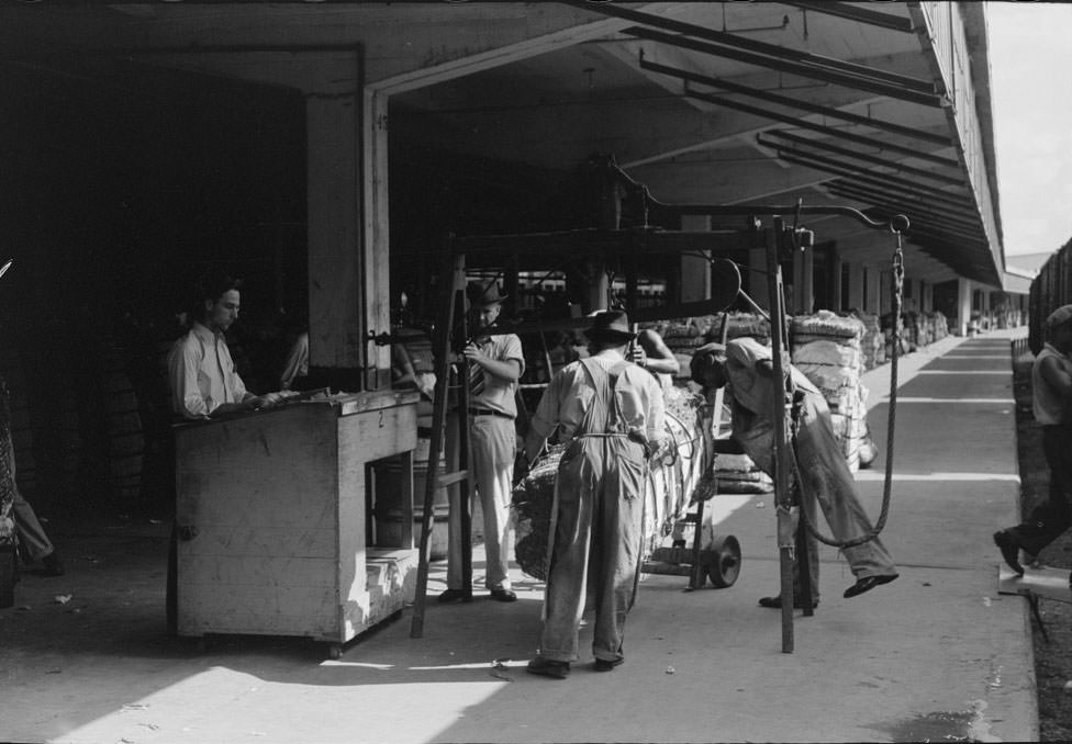 #52 Putting grappling hooks on bale of cotton.