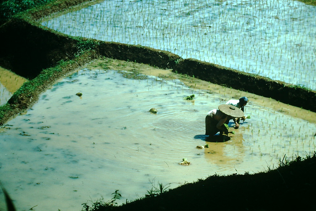 #3 Planting Rice- Jakarta, Indonesia, 1952