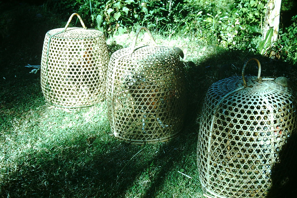 #30 Fighting rosters in Bali, Indonesia, 1952