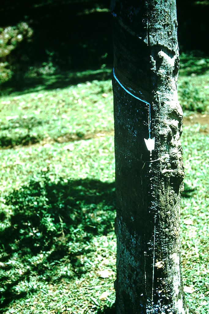 #5 Rubber Tree- Jakarta, Indonesia, 1952