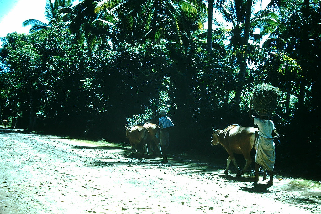 #57 Balinese Road Near Sanoeur, Indonesia, 1952
