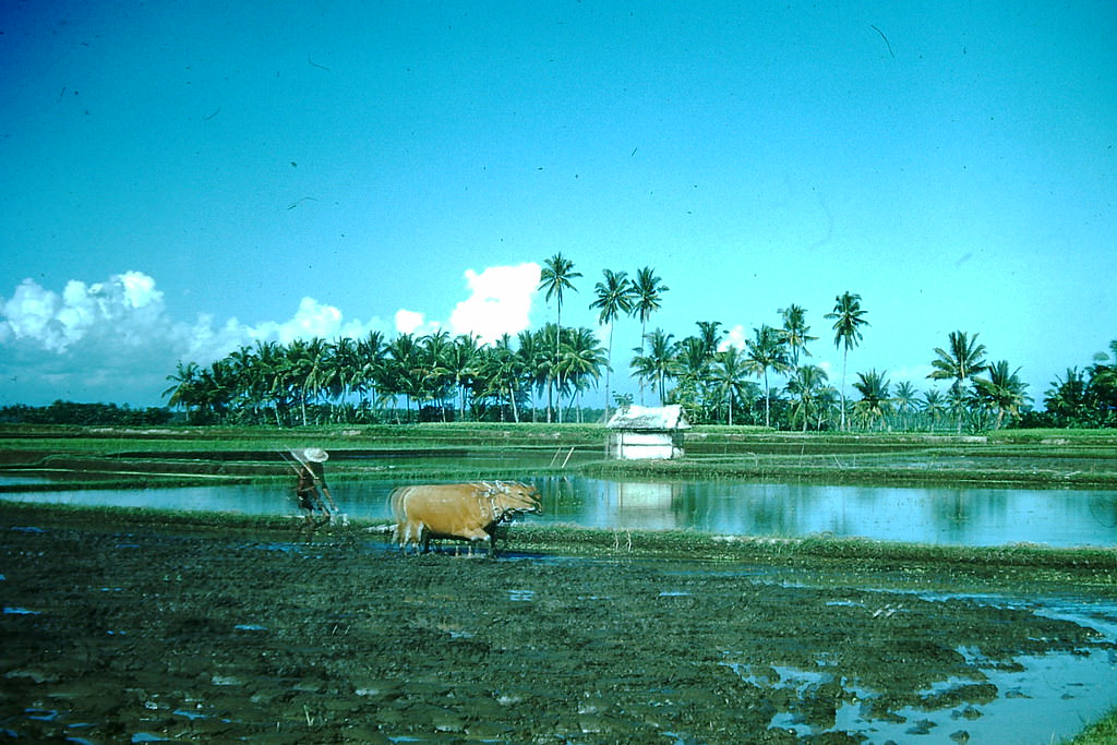 #67 Oxen Plowing- Bali, Indonesia, 1952