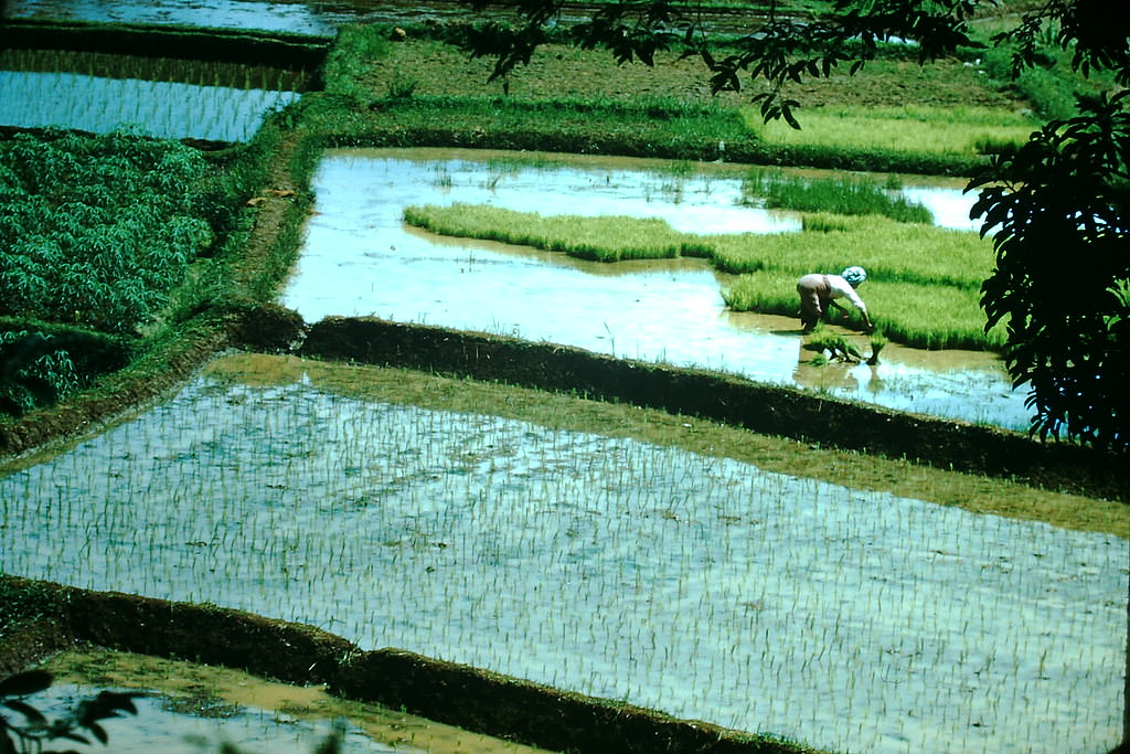 #7 Transplanting Rice in Jakarta, Indonesia, 1952