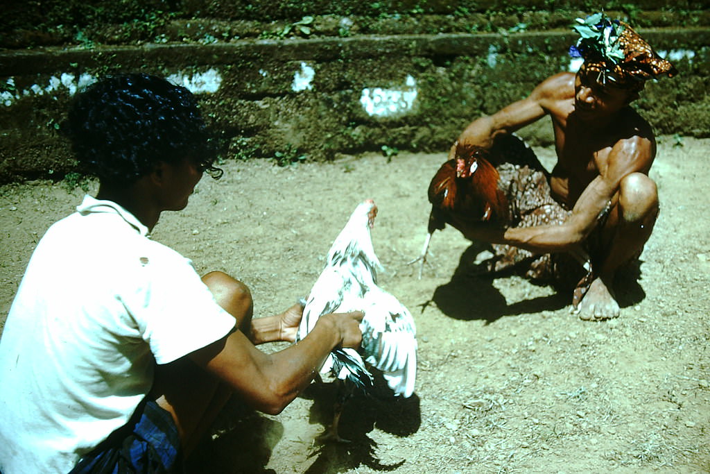 #73 Roasters Fighting in Bali, Indonesia, 1952