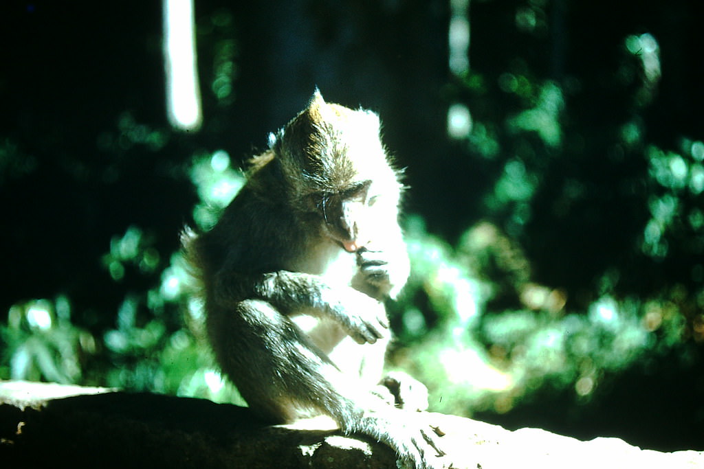 #74 Monkeys of Sacred Forest- Bali, Indonesia, 1952