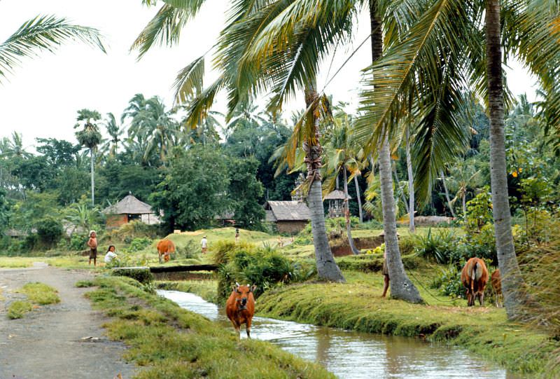 #14 Near Ubud, Bali, 1970s