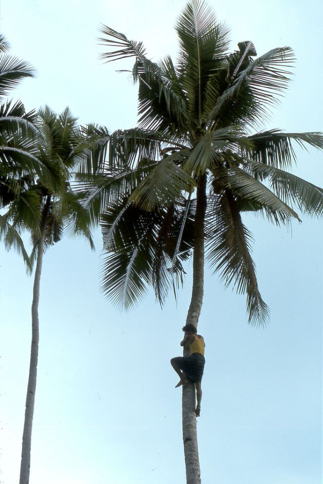 #48 Palm climber, Flores island, 1970s