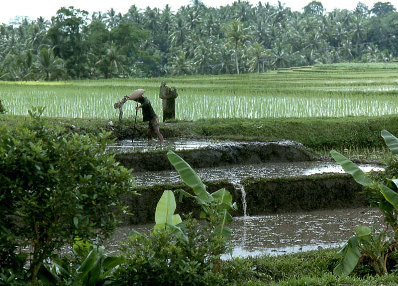 #56 Bali rice tending, 1970s