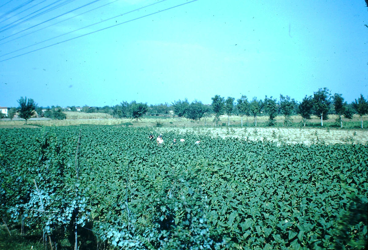 #41 Florence (From Train), Italy, 1954.