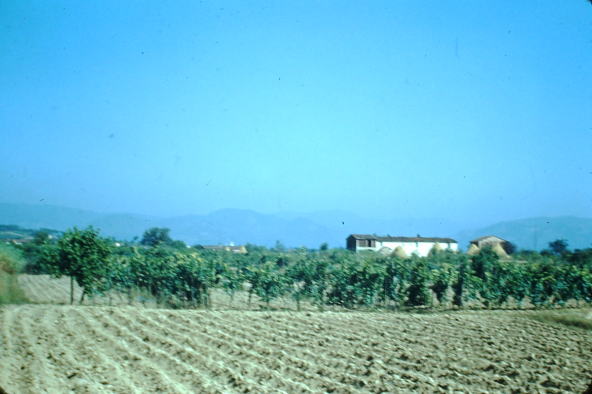 #44 Farm Near Florence, Italy, 1954.