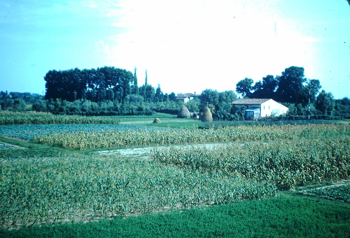 #46 Country, Florence, Italy, 1954.