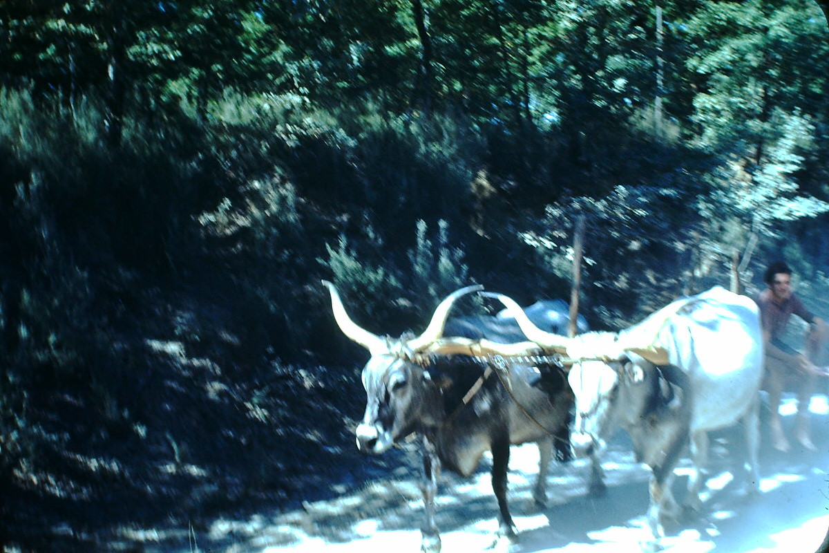 #67 Oxen on way to Perugia, Italy, 1954.