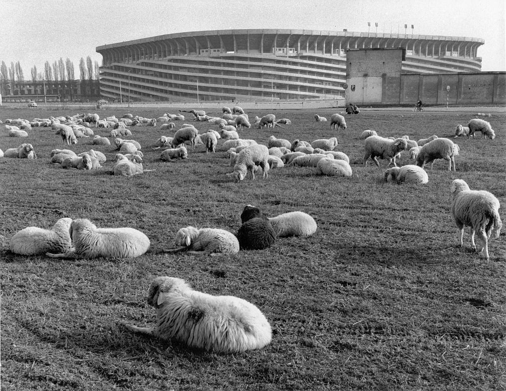#38 Seep grazing in the grass near San Siro stadium, Milan, 1960s.