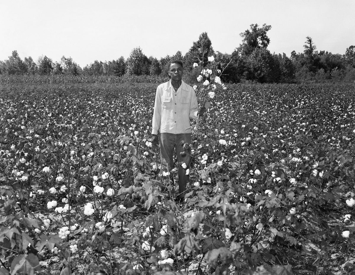 #14 Portrait in a Cotton Field, no date Ernest C Withers
