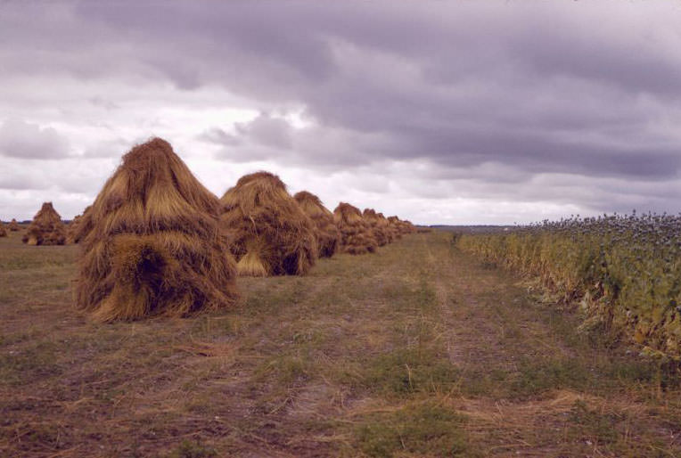 #12 Haystacks, somewhere in the Netherlands, 1961