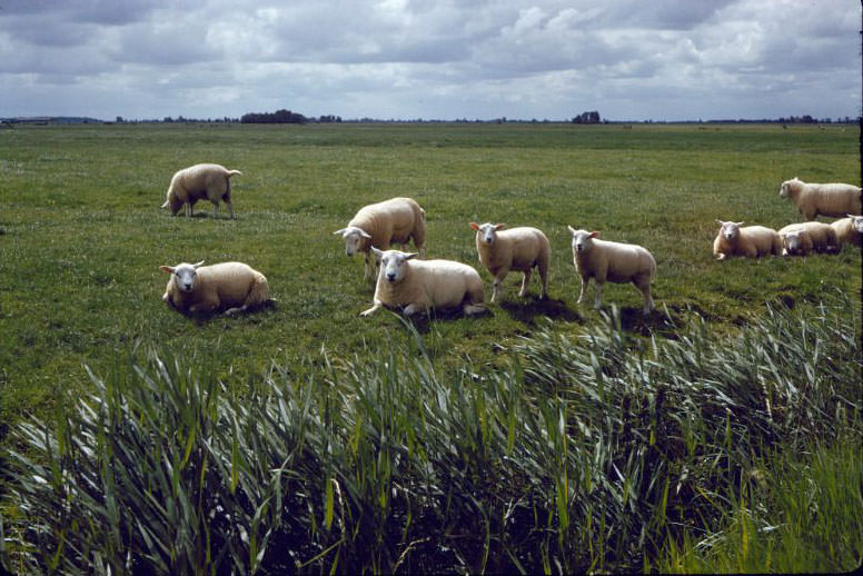 #38 Sheep in a field, somewhere in the Netherlands, 1961
