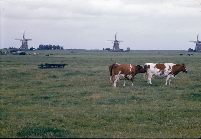 #5 Cattle at pasture, with windmills, somewhere in the Netherlands, 1961
