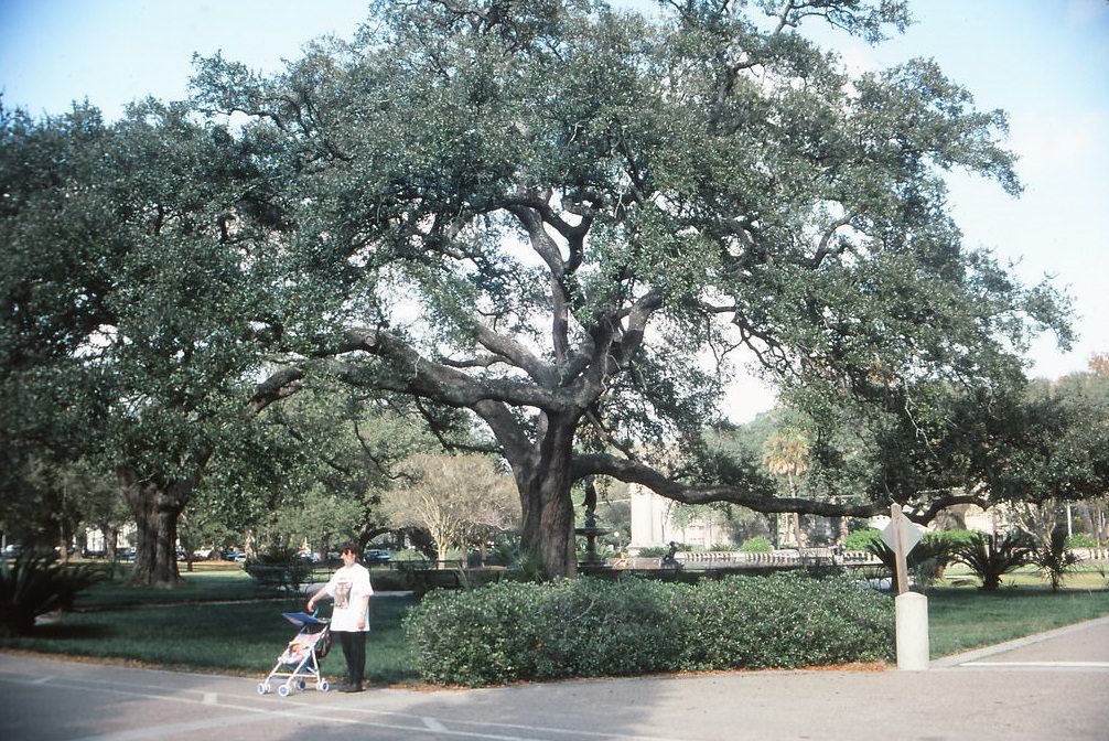 #2 Audubon Park, New Orleans, 1990s