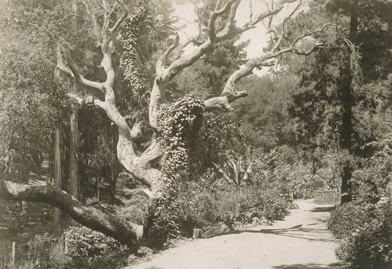 #17 Piedmont Park, Oakland, 1930s