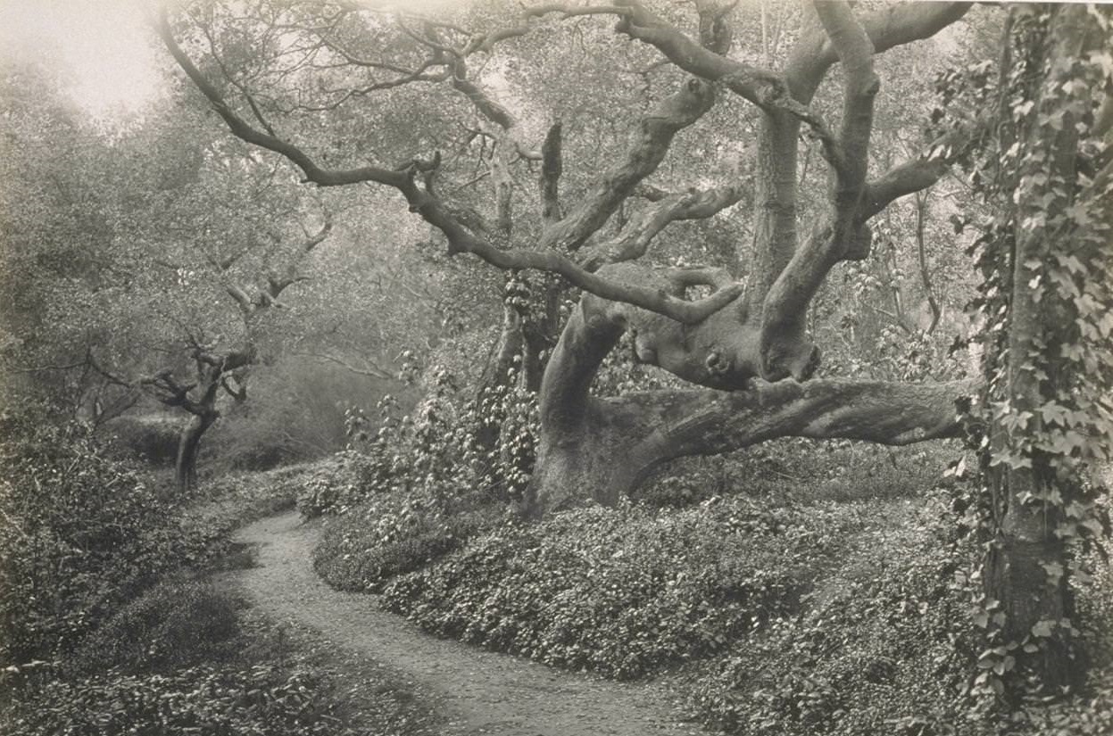 #19 Under the Oaks, Mosswood Park, Oakland, 1930s