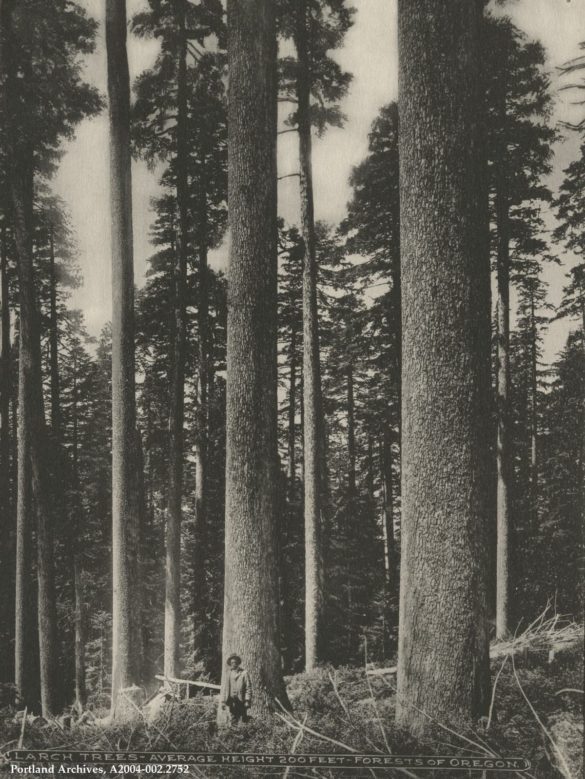 #17 Larch trees, 1903