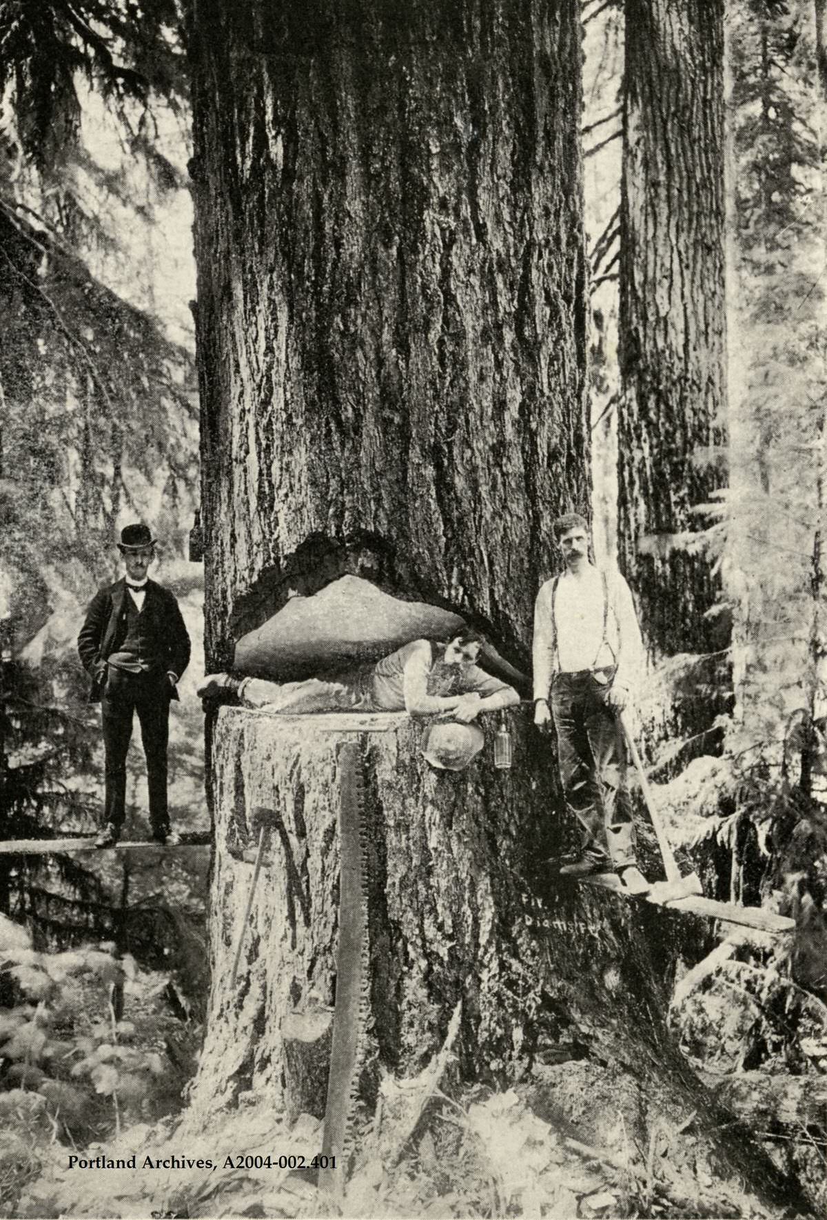 #56 Large Fir Tree, 1905