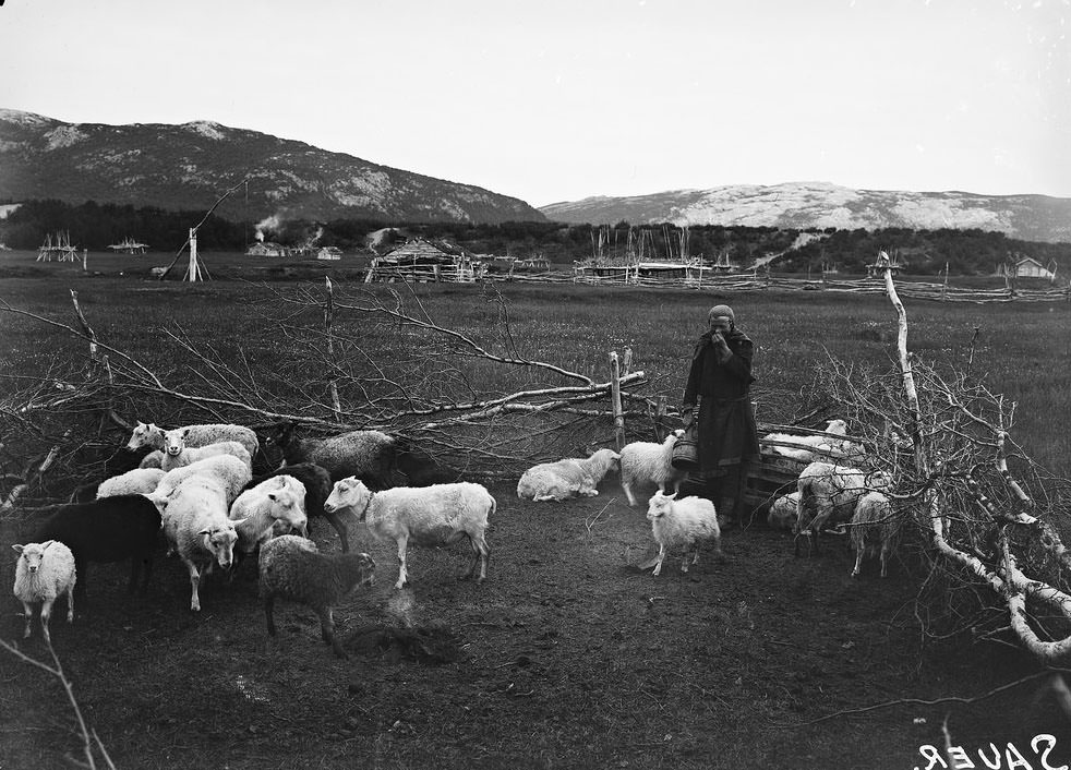 #28 Girl with sheeps in Børselv, Porsanger in Norway. Date: 1880-1906.