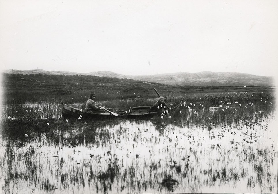 #40 Two people in a boat sinking sedge grass. Kirkenes, Sør-Varanger, Norway