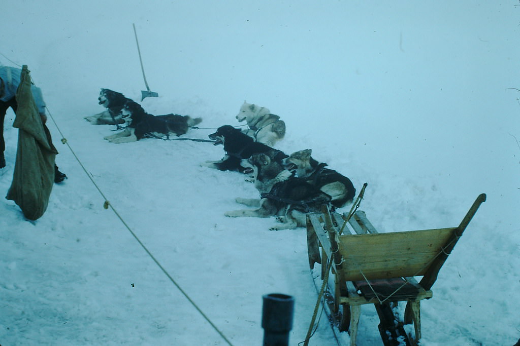 #27 Dog Team at Jungfraujoch, Switzerland, 1953
